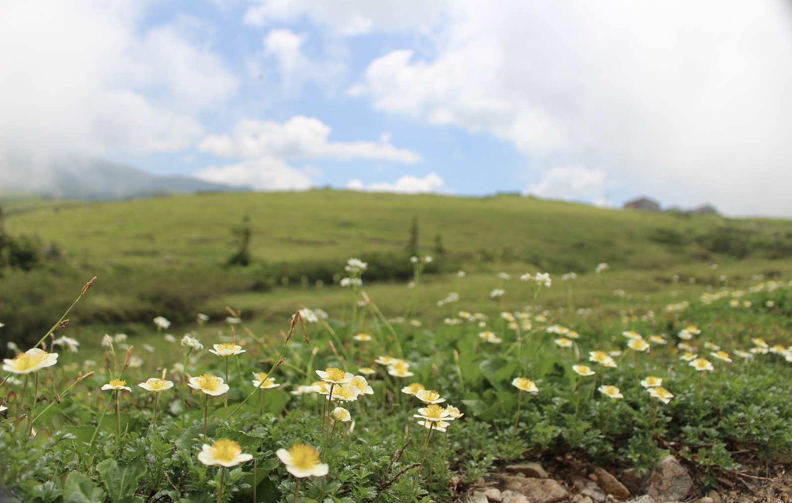 高原一面に咲くチングルマの花畑と木道 花の百名山・薬師岳 ヤマカルテ