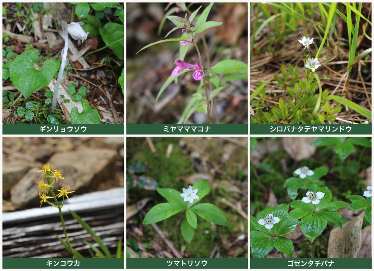 薬師岳の高山植物 ギンリョウソウ・ミヤマママコナ・シロバナタテヤマリンドウ・キンコウカ・ツマトリソウ・ゴゼンタチバナ ヤマカルテ