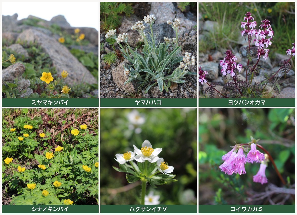 薬師岳の高山植物 ミヤマキンバイ・ヤマハハコ・ヨツバシオガマ・シナノキンバイ・ハクサンイチゲ・コイワカガミ ヤマカルテ